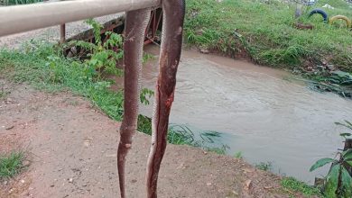 Photo of Aparecen culebras en casas del sur de Montelíbano por causa de las lluvias