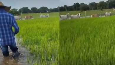 Photo of Ruptura de boca del río San Jorge inundó cultivos de arroz en zona rural de Pueblo Nuevo