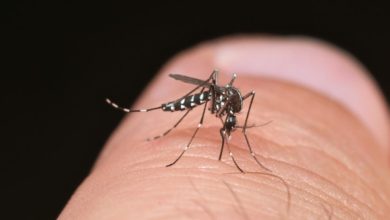 Photo of Confirman presencia en Córdoba de nuevo mosquito que transmite el dengue