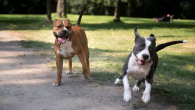 Photo of Mejor evítelo, estos son los terribles efectos si le da a su perro chocolate