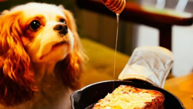 Photo of Esto pasaría si le da miel a su perro todos los días: beneficios y cómo ofrecérsela