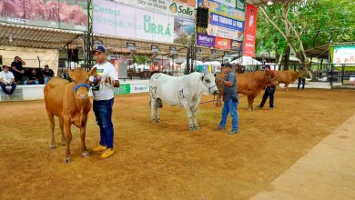 Photo of Razas Especializadas en Carne Colombiana abrieron la pista en el Coliseo de Ferias