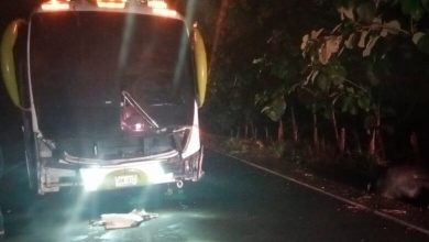 Photo of Peligro: Animales siguen provocando accidentes de tránsito en las vías del San Jorge