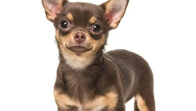 Photo of ¿Cuántos años aproximadamente vive un perro chihuahua? Cuidados y más