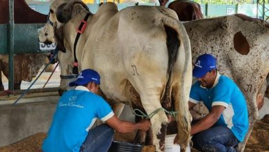 Photo of Inició la feria ganadera de Planeta Rica