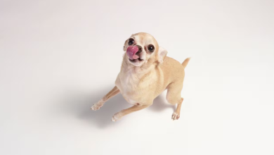 Photo of ¿Cómo saber si un perro será grande o pequeño cuando es cachorro?