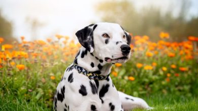 Photo of Conducta agresiva en los perros: ¿cómo tratar a las mascotas con mal comportamiento?