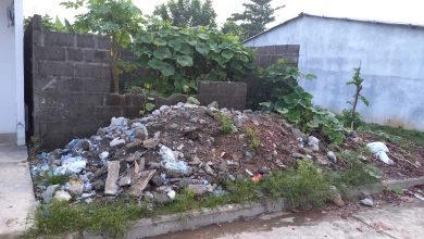 Photo of Lote abandonado se convierte en criadero de caracoles africanos en barrio de Montelíbano