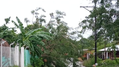 Photo of Fuertes lluvias causan caída de árboles y daños en barrios de La Apartada