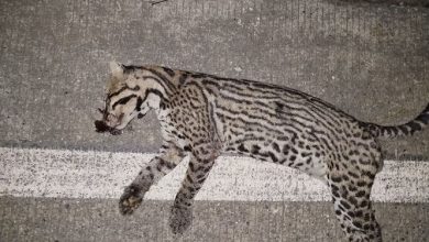 Photo of Preocupan casos de atropellamiento de felinos en vías del San Jorge