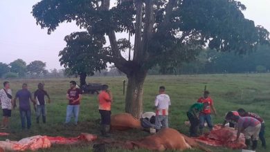 Photo of Siete vacas murieron tras ser alcanzadas por rayo en Planeta Rica