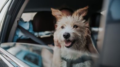 Photo of Descubre cómo eliminar el olor a perro del vehículo con estos trucos