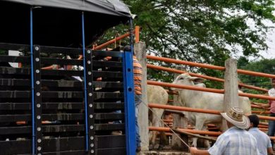 Photo of Cencogan cancela la subasta de este jueves y se une al paro de camioneros