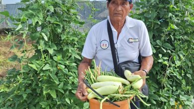 Photo of Buenavista: En la finca del abuelo recogen su primera cosecha