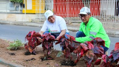 Photo of Adelantan labores de ornato y embellecimiento de la avenida Los Estudiantes de Montelíbano