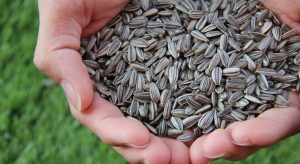 El superalimento para potenciar tu cerebro: semillas de girasol.
