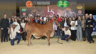 Photo of Córdoba obtuvo siete campeonatos en las competencias de Brahman de la Feria Nacional Cebú
