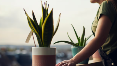 Photo of El lugar correcto en el que se debe poner la sábila para atraer abundancia a final de año, según la IA