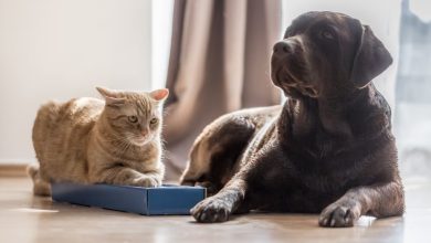 Photo of ¿Es saludable? Esto le pasa a los perros y gatos cuando pasan muchas horas frente a la televisión con sus dueños