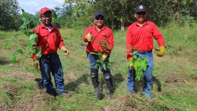 Photo of Siembra de árboles con propósito entre comunidades y Cerro Matoso