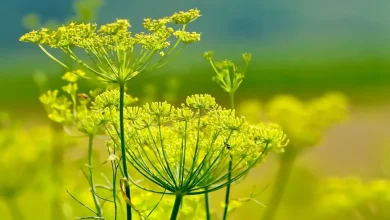 Photo of Hinojo: el remedio natural para la ansiedad y el insomnio respaldado por la ciencia