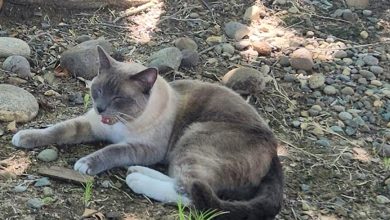 Photo of Gato perdido realiza travesía de 1.500 km y regresa a casa después de dos meses
