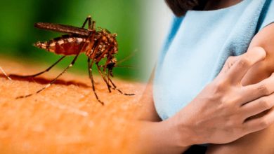 Photo of ¿Mosquitos en tu habitación? Descubre soluciones naturales que funcionan