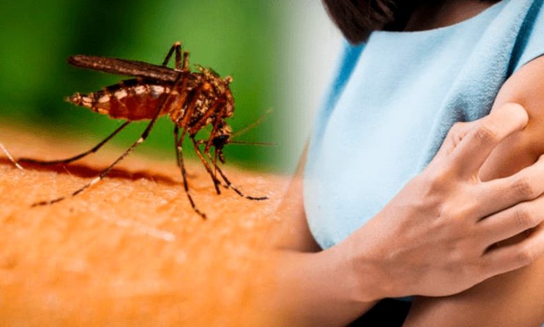 Cómo eliminar mosquitos de tu habitación de forma natural
