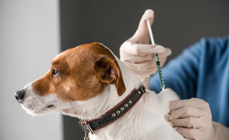 Veterinario aplicando la primera vacuna a un cachorro.