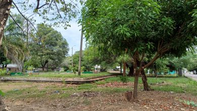 Photo of Montelíbano: Talarán árboles en construcción del parque Villa Matoso