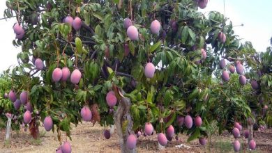 Photo of Certifican cerca de 500 hectáreas en Ayapel para la producción de mango de exportación