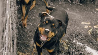 Photo of Niña de 4 años fue atacada por un perro en Planeta Rica