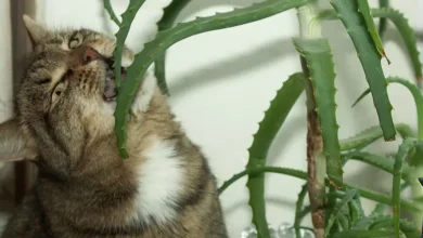 Photo of ¡Cuidado! Estas 5 plantas pueden ser tóxicas para tu perro o gato