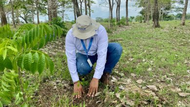 Photo of Mil árboles para Montería: Afinia de la mano de otras entidades hicieron siembra por la vida del territorio