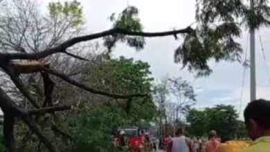 Photo of Caída de árbol deja una persona sin vida en zona rural de Planeta Rica