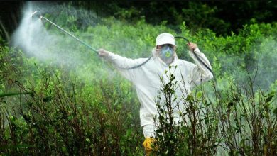 Photo of EE. UU. hace nuevo llamado a Colombia para que cumpla en erradicación de cultivos de coca