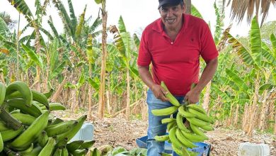 Photo of Campesinos de Córdoba venden mensualmente más de $2.000 millones en alimentos al PAE