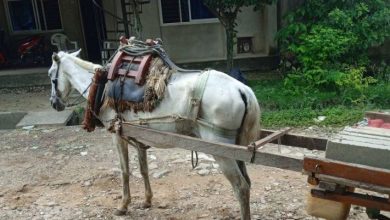 Photo of Piden intervención urgente de la Policía de Protección Animal por caballo desnutrido en Planeta Rica
