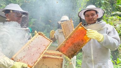 Photo of En Córdoba fortalecen la producción apícola con más de 9.500 colmenas de abejas