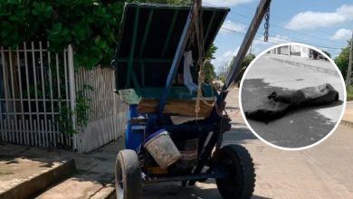 Photo of Muere caballo utilizado para la venta de agua en Planeta Rica