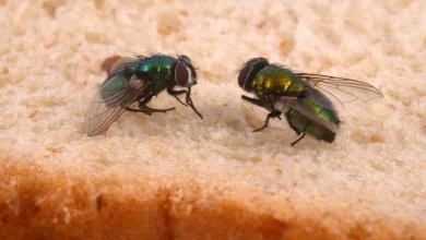 Photo of ¡Dile adiós a las moscas! Tres remedios caseros que sí funcionan, según la ciencia