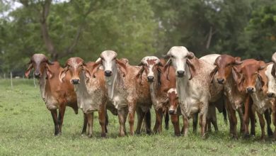 Photo of Cerca de 100 ejemplares estarán en muestra ganadera de la feria de Puerto Libertador
