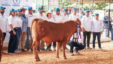 Photo of Por primera vez se realizó exposición de romosinuano en la Feria Nacional de la Ganadería