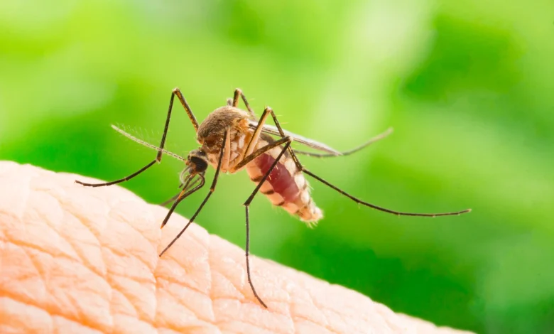 ¿Mosquitos en casa? Estos 6 olores podrían estar atrayéndolos sin que lo sepas