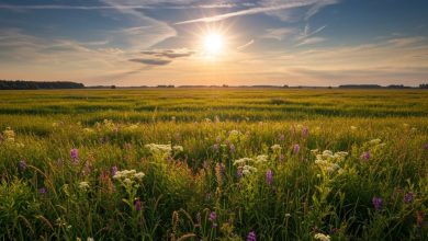 Photo of Solsticio de verano 2025: cuándo será el día más largo del año