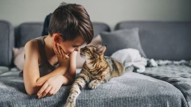 Photo of 21 curiosidades divertidas sobre gatos explicadas para niños, según veterinarios