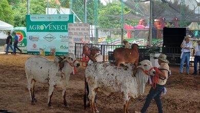 Photo of Julio llega con la feria ganadera de Planeta Rica
