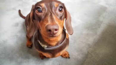 Photo of ¿Cuánto vale un perro salchicha en pesos colombianos? Comparación cachorros y adultos