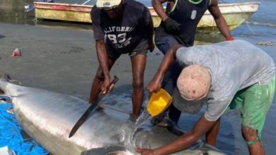 Photo of Hallan muerto un tiburón tigre en playas de Moñitos