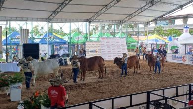 Photo of Más de 700 animales estarán en la feria ganadera de Planeta Rica